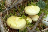 Hygrophorus lucorum image