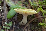 Hygrophorus lucorum image