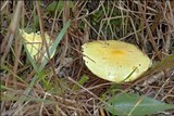 Hygrophorus lucorum image