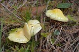Hygrophorus lucorum image