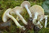 Hygrophorus lucorum image