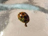 Hesperomyces virescens image