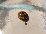 Hesperomyces virescens image