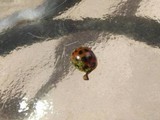 Hesperomyces virescens image