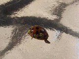 Hesperomyces virescens image