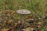 Amanita constricta image