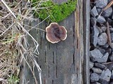 Gloeophyllum sepiarium image