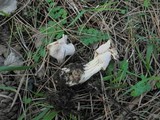 Helvella crispa image