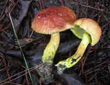 Pulveroboletus ravenelii image