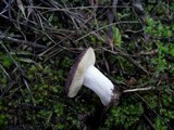 Russula cistoadelpha image
