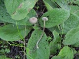 Mycena cinerella image