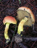 Pulveroboletus ravenelii image