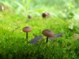 Tephrocybe atrata image