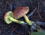 Pulveroboletus ravenelii image