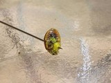 Hesperomyces virescens image