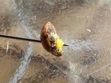 Hesperomyces virescens image