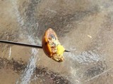 Hesperomyces virescens image