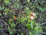 Galerina vittiformis image