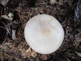 Pholiota lenta image