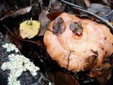 Lactarius xanthogalactus image