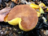 Boletus subtomentosus image