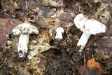 Tricholoma subresplendens image