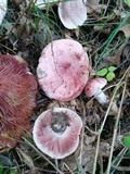 Hygrophorus russula image