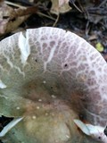 Russula cyanoxantha image