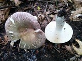 Russula cyanoxantha image