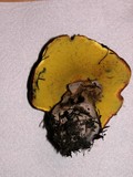 Boletus regius image