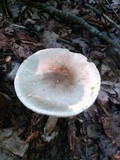 Amanita brunnescens image