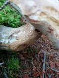 Tylopilus felleus image