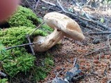 Tylopilus felleus image