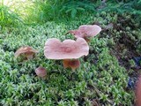 Lactarius helvus image