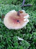 Russula brunneola image