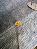 Xeromphalina cauticinalis image