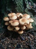 Pholiota squarrosa image