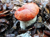 Leccinum manzanitae image