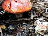 Leccinum manzanitae image