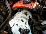 Leccinum manzanitae image