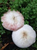 Agaricus californicus image