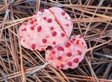Hydnellum peckii image