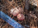 Hydnellum peckii image