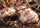 Hydnellum peckii image