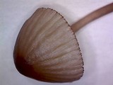 Mycena purpureofusca image