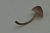 Mycena purpureofusca image
