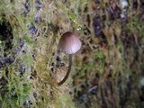Mycena purpureofusca image