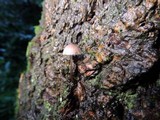 Mycena purpureofusca image