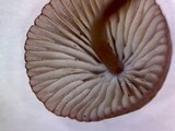 Mycena purpureofusca image