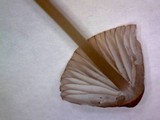 Mycena purpureofusca image